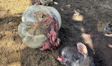 Criminosos invadem fazenda, matam vaca e furtam a carne, em Petrolina de Goiás