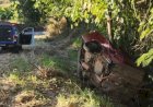 Carro sai da pista e bate em árvore na  GO 330 entre Ouro Verde e Petrolina